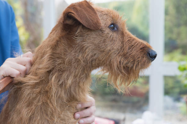 istock Side view of the Irish Terrier head closeup. 953772788