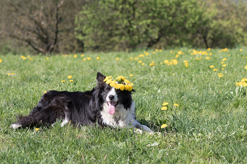Funny Border Collie with a wreath of dandelion on the head is lying at the blossoming dandelion meadow and looking at the camera.