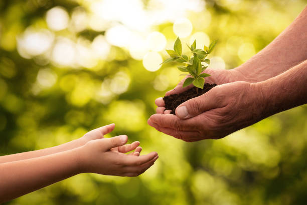 primo passo di mani senior che danno una piccola pianta a un bambino - growth plant human hand tree foto e immagini stock