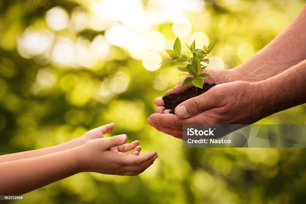小さな植物を子供に与えるシニアの手のクローズ アップ - 環境のロイヤリティフリーストックフォト
