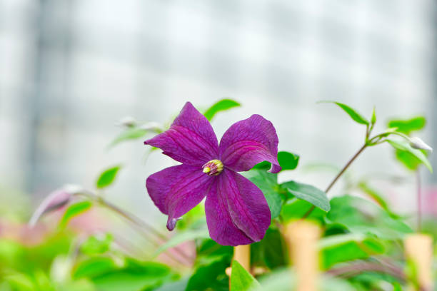 Close-up of purple clematis flower, fresh with nice green leaves