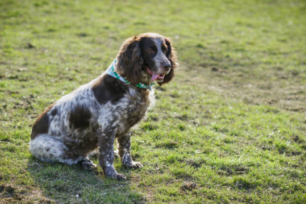 istock Brown spotted russian spaniel on the green grass 953773846