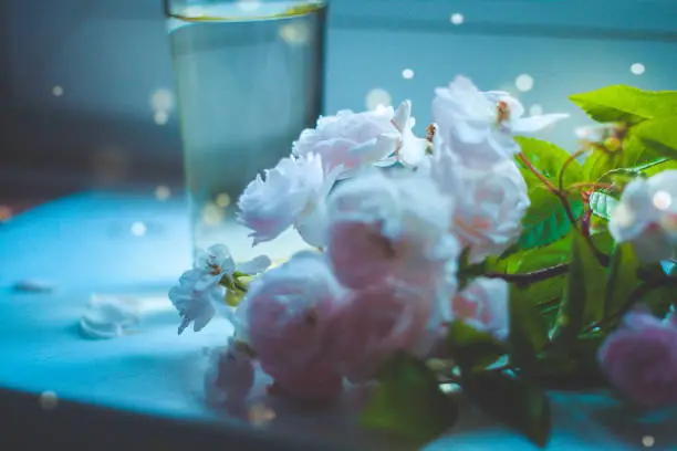 Blurred roses and a glass on the window in blue light