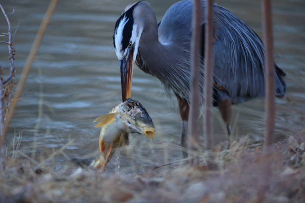 istock Great Blue Heron (Ardea herodias) Eating a Fish Bosque del Apache National Wildlife Refuge New Mexico 953774152
