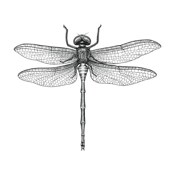 ilustrações, clipart, desenhos animados e ícones de safra de desenho de mão libélula gravura ilustração - fly line art insect drawing