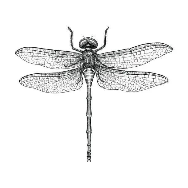 Vector illustration of Dragonfly hand drawing vintage engraving illustration