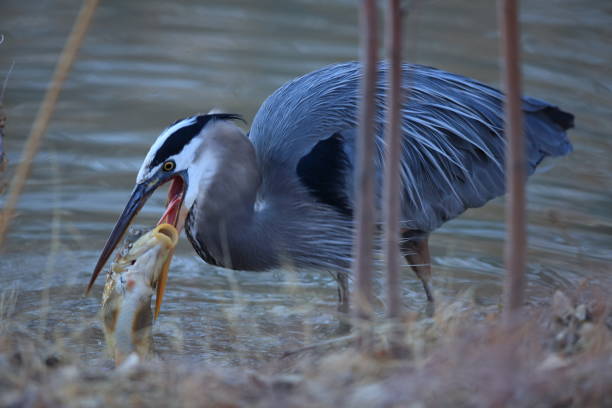 istock Great Blue Heron (Ardea herodias) Eating a Fish Bosque del Apache National Wildlife Refuge New Mexico 953774562
