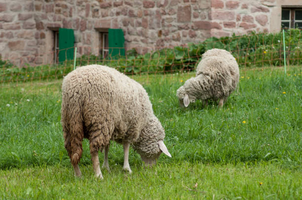 istock sheep grazing in a meadow 953774750