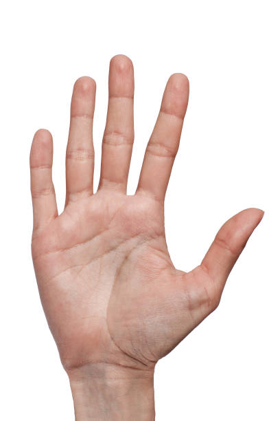 istock Hand with five fingers up isolated on white background 953774992