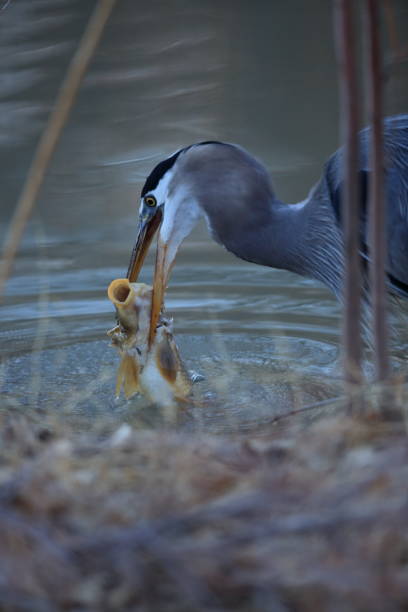 istock Great Blue Heron (Ardea herodias) Eating a Fish Bosque del Apache National Wildlife Refuge New Mexico 953775218