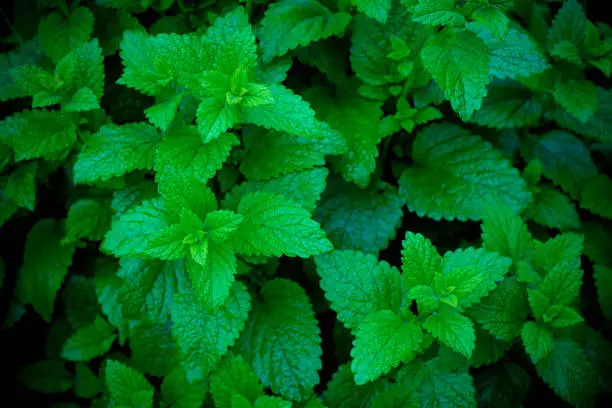 Bushes of green mint background