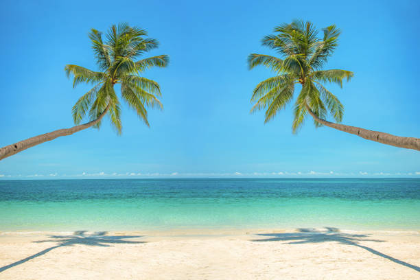 istock Leaning palm trees over a beach with turquoise sea 953777878