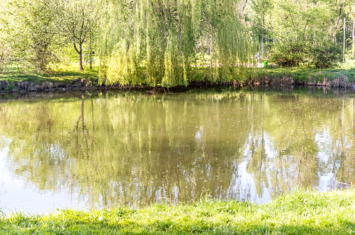 Pond at the park.