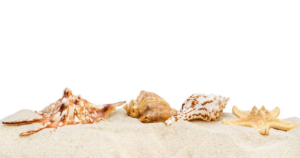 istock Pile of sand with seashells isolated on white. 953778488