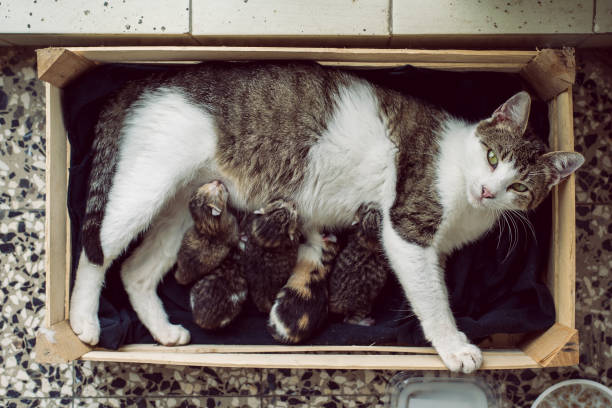 fütterung von kleinen kätzchen katze - tierfamilie stock-fotos und bilder