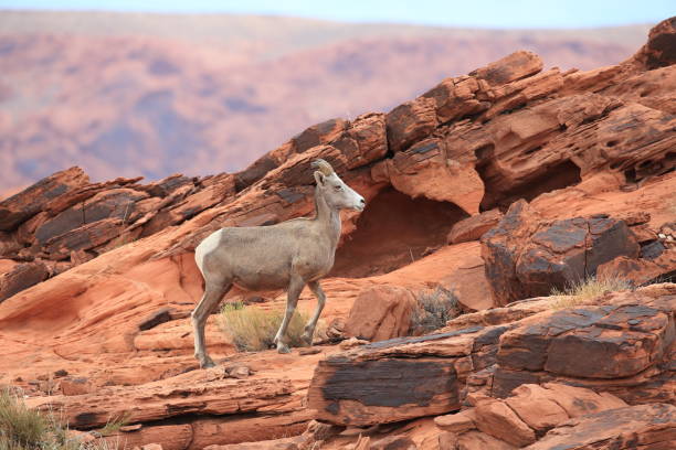 istock Bighorn sheep Valley of Fire Nevada 953779196