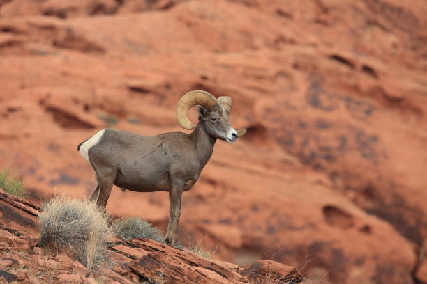 istock Bighorn sheep Valley of Fire Nevada 953779496