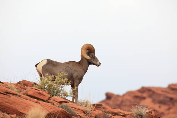 istock Bighorn sheep Valley of Fire Nevada 953779582