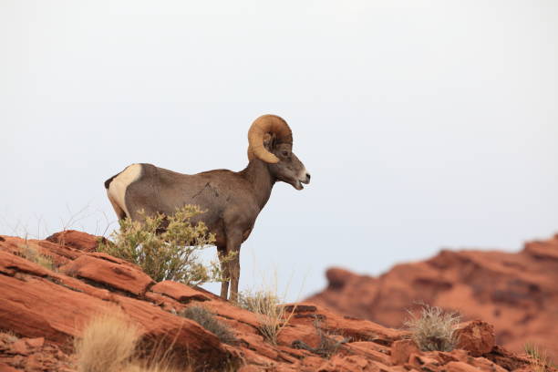 istock Bighorn sheep Valley of Fire Nevada 953779694