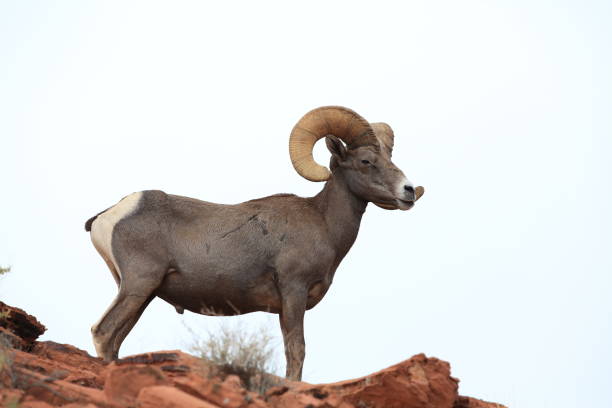 Bighorn sheep Valley of Fire Nevada