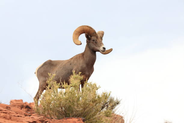 istock Bighorn sheep Valley of Fire Nevada 953779882