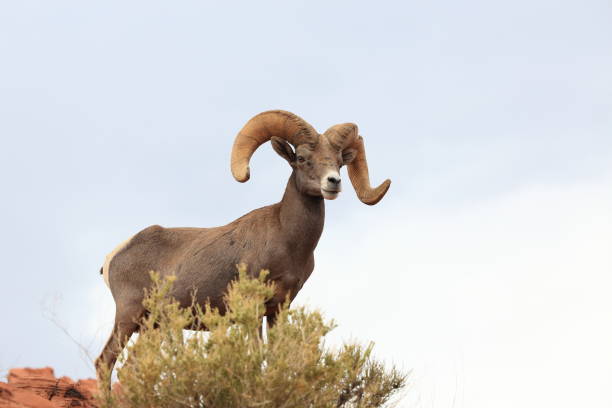 Bighorn sheep Valley of Fire Nevada