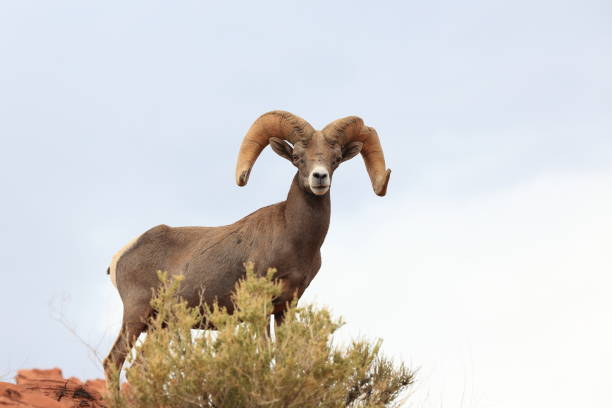 istock Bighorn sheep Valley of Fire Nevada 953779950