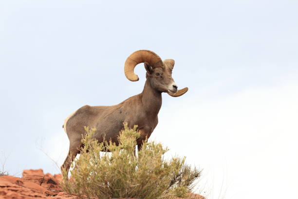 istock Bighorn sheep Valley of Fire Nevada 953780002