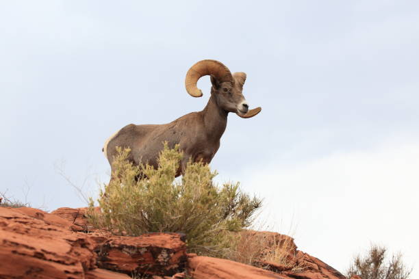 istock Bighorn sheep Valley of Fire Nevada 953780112