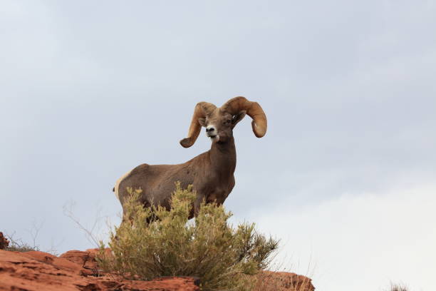 istock Bighorn sheep Valley of Fire Nevada 953780176