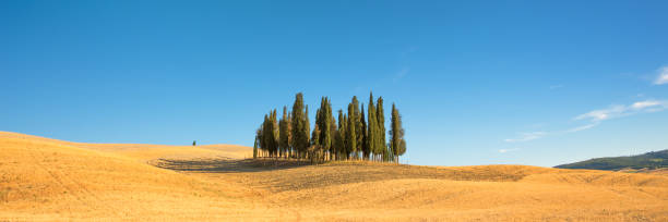 beautiful typical tuscan panorama with cypress trees in a field in summer, val d'orcia, tuscany, italy - val tuscany cypress tree italy imagens e fotografias de stock