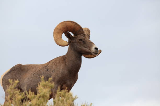 istock Bighorn sheep Valley of Fire Nevada 953780238