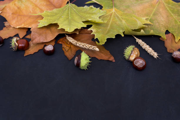 istock autumn background with colored leaves on wooden board 953783450