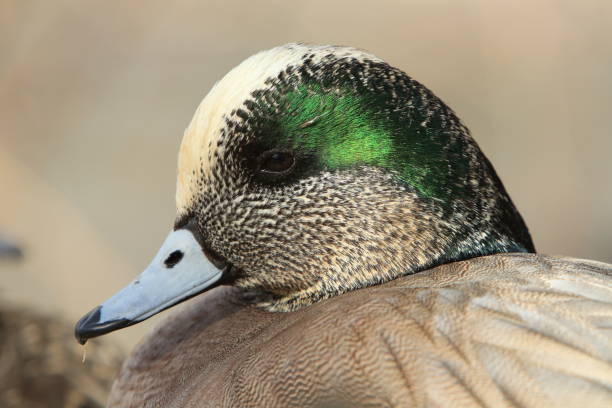 istock American Wigeon Socorro New Mexico 953783492