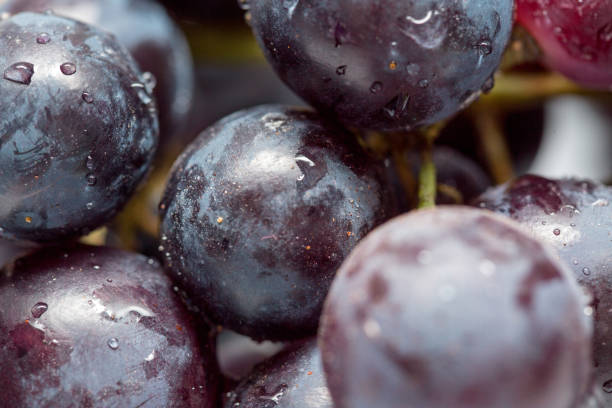 istock Black grapes with drop of water isolated on white background. 953783582