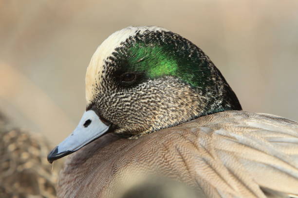 istock American Wigeon Socorro New Mexico 953783724