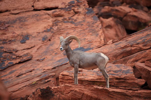 istock Bighorn sheep Valley of Fire Nevada 953784638