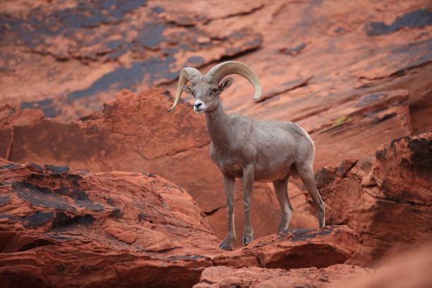istock Bighorn sheep Valley of Fire Nevada 953786814