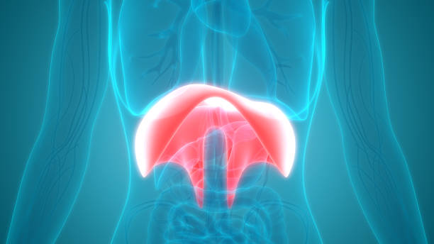 istock Human Body Organs Diaphragm Anatomy 953786998