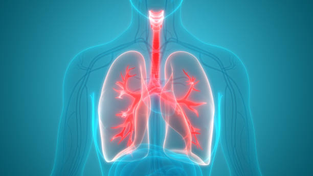 人體呼吸系統肺解剖 - 呼吸法 圖片 個照片及圖片檔