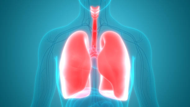 istock Human Respiratory System Lungs Anatomy 953787032