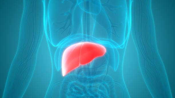 istock Human Body Organs Liver Anatomy 953787046