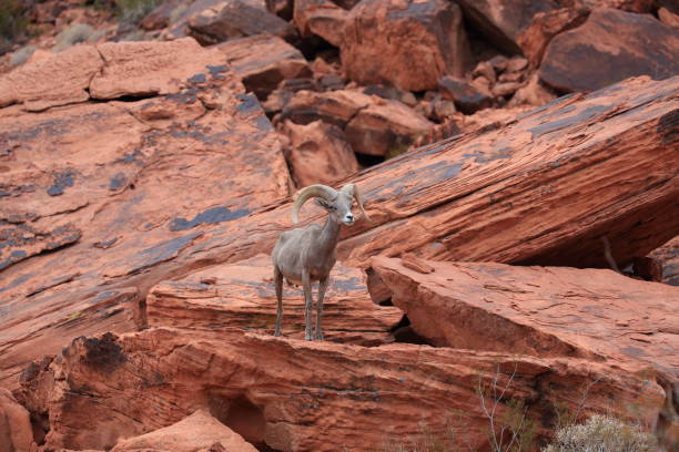 istock Bighorn sheep Valley of Fire Nevada 953787048