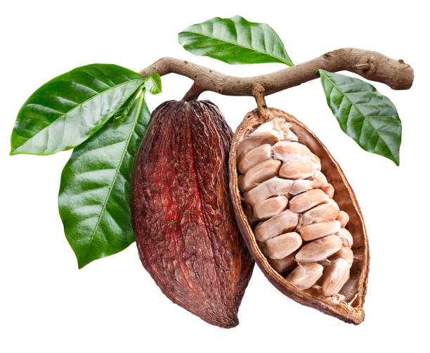 istock Open cocoa pod with cocoa seeds. 953787062