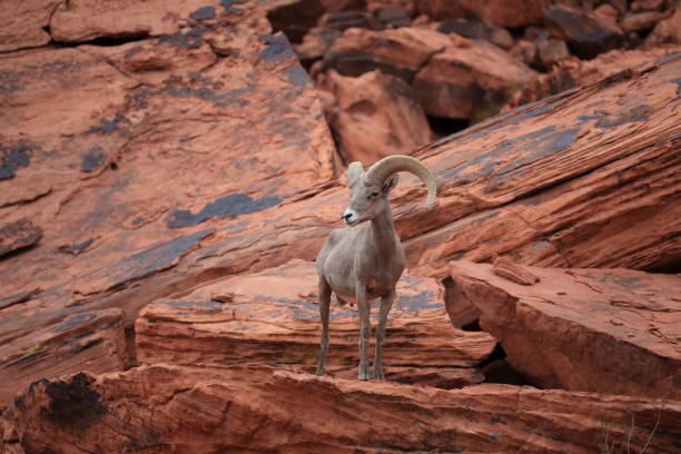 istock Bighorn sheep Valley of Fire Nevada 953787358