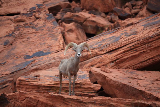 istock Bighorn sheep Valley of Fire Nevada 953787364