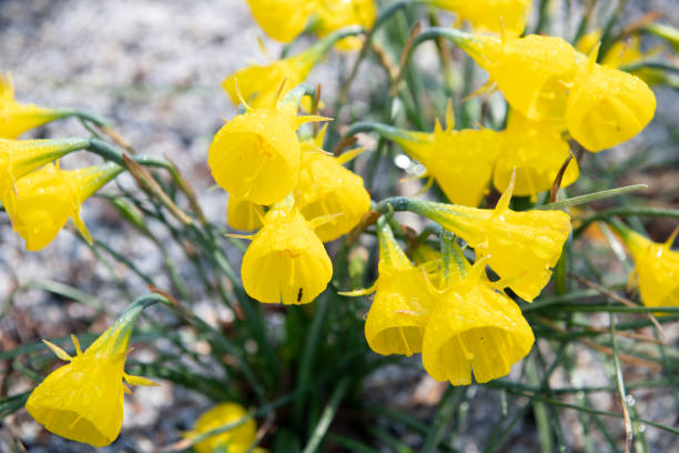 Hoop-Petticoat Daffodil