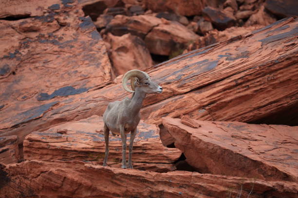 istock Bighorn sheep Valley of Fire Nevada 953787772