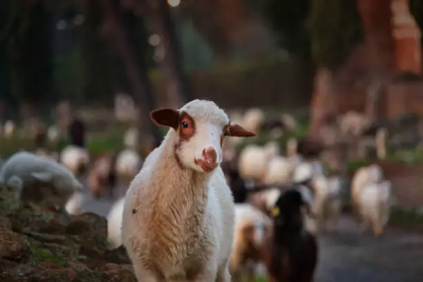 a flock of sheep grazes on the Ancient Appia at the sunset ,a young one stares at the lens