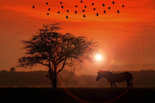 Red sunset with silhouetted African Acacia tree and zebra.